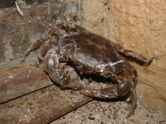 Pseudothelphusa dugesi