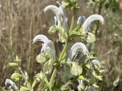 Image of Salvia candidissima by no rights reserved