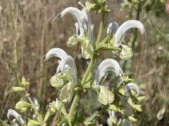 author not stated, no rights reserved Salvia candidissima, photograph author not stated, no rights reserved