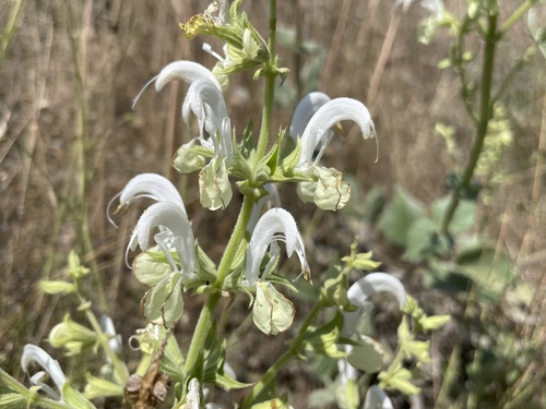 Blazing White Sage (Salvia candidissima)