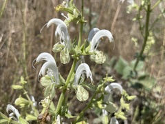 Salvia candidissima