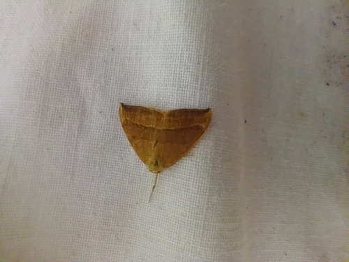 Barred Hook-tip, E35, 6882 CT Velp, Netherlands, photo 7 of 10