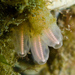 Lightbulb Tunicates - Photo (c) Ken-ichi Ueda, some rights reserved (CC BY)