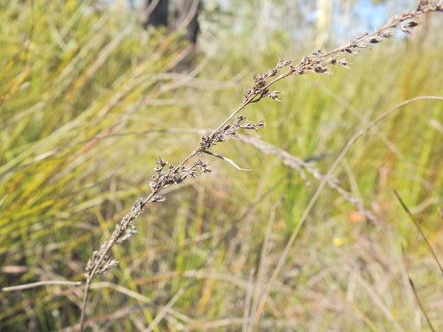 Image of Lepyrodia scariosa by (c) Scott W. Gavins, some rights reserved (CC BY)