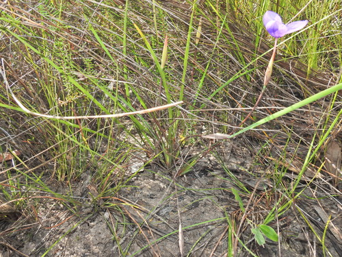 Image of Patersonia fragilis by (c) Scott W. Gavins, some rights reserved (CC BY)