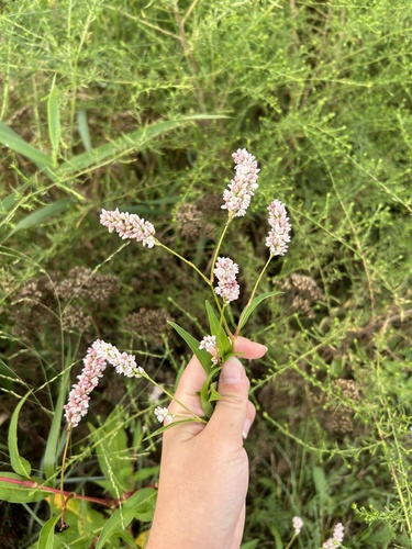 Persicaria pensylvanica iNat (1)
