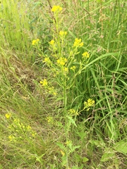 Rorippa barbareifolia