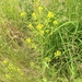 Hoary Yellowcress - Photo (c) Jason Grant, some rights reserved (CC BY), uploaded by Jason Grant