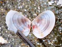 Tellina nuculoides