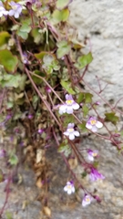 Cymbalaria muralis
