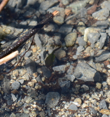 Anaxyrus boreas
