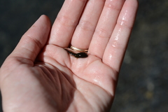 Anaxyrus boreas