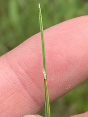 Eleocharis compressa