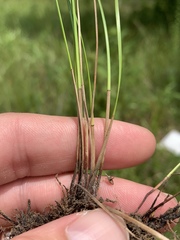 Eleocharis compressa
