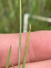 Eleocharis compressa