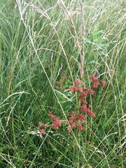 Juncus biflorus