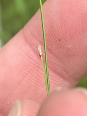 Eleocharis compressa