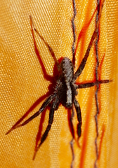 Schizocosa crassipes