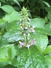 Stachys nuttallii