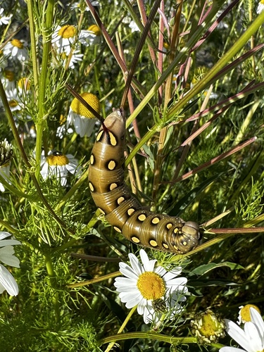 Hyles gallii