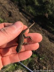 Sceloporus occidentalis longipes