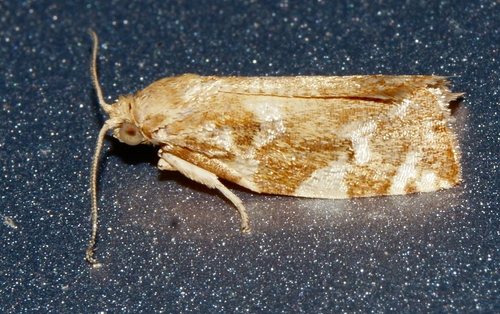 Oak Leafroller Moth photo 5