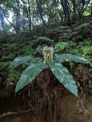 Hedychium thyrsiforme