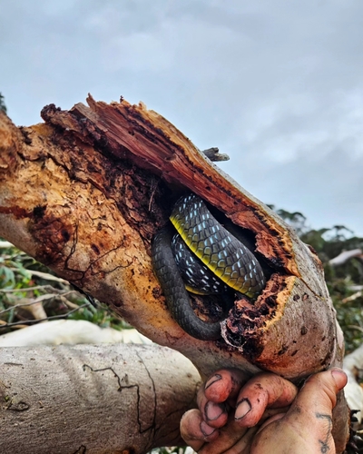 Common Tree Snake sighting