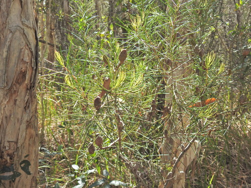 Image of Hakea actites by (c) Scott W. Gavins, some rights reserved (CC BY)