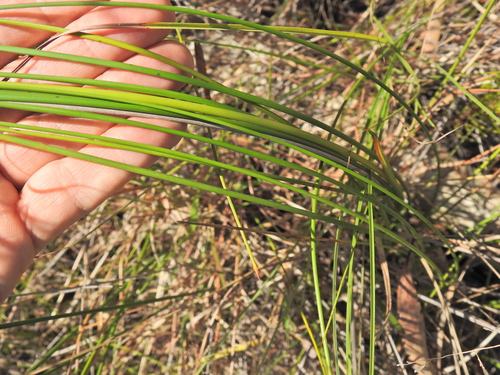 Image of Machaerina teretifolia by (c) Scott W. Gavins, some rights reserved (CC BY)
