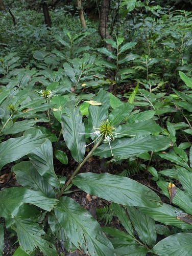 Hedychium thyrsiforme