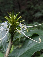 Hedychium thyrsiforme, photograph (c) Sagnik Dutta Roy, some rights reserved (CC BY)