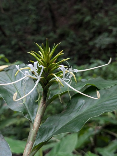 Hedychium thyrsiforme, photograph 5