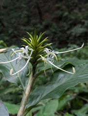 Hedychium thyrsiforme, photograph (c) Sagnik Dutta Roy, some rights reserved (CC BY)