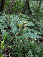 Hedychium thyrsiforme, photograph (c) Sagnik Dutta Roy, some rights reserved (CC BY)