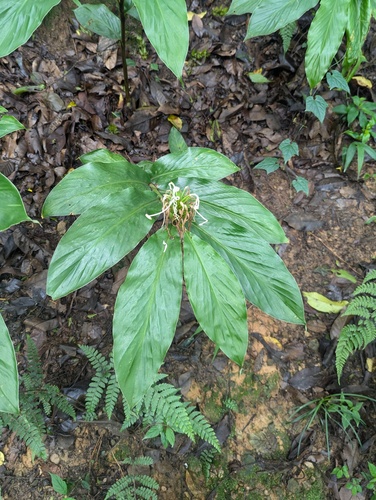 Hedychium thyrsiforme, photograph 3