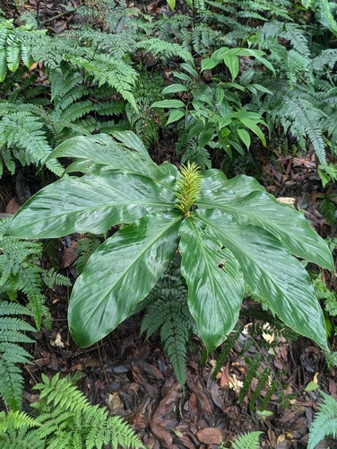 Hedychium thyrsiforme, photograph 1