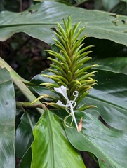 Hedychium thyrsiforme