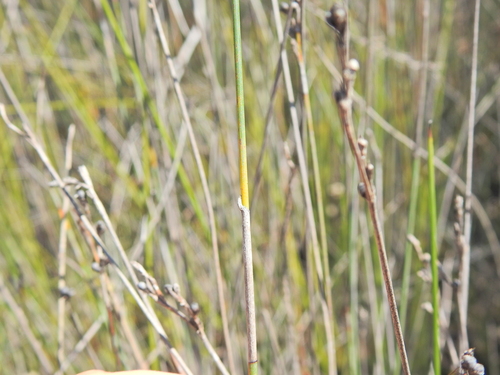 Image of Machaerina juncea by (c) Scott W. Gavins, some rights reserved (CC BY)