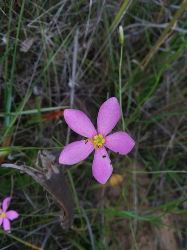 Image of Sabatia campanulata by (c) Will McFarland, some rights reserved (CC BY)