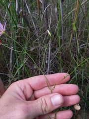 Sabatia campanulata