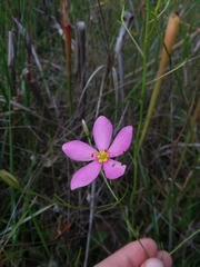 Sabatia campanulata