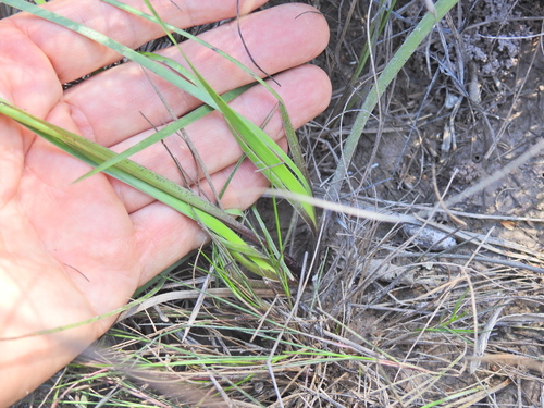 Image of Xyris complanata by (c) Scott W. Gavins, some rights reserved (CC BY)