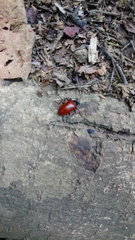 Strongylium gerstaeckeri