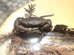 Pseudothelphusa dugesi