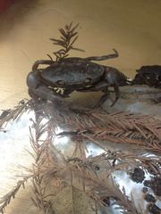 Pseudothelphusa dugesi