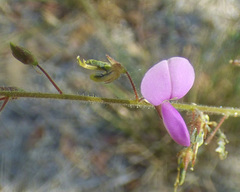 Desmodium psilocarpum
