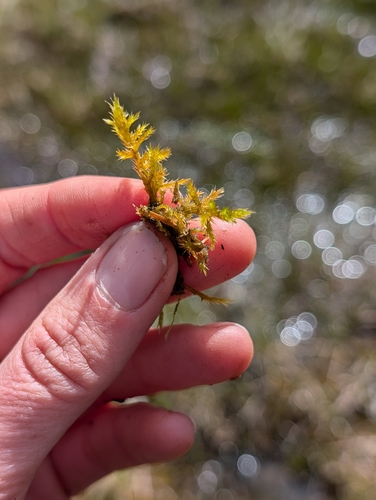 Image of Golden Fuzzy Fen Moss (Tomentypnum nitens) by (c) Katherine Baird, some rights reserved (CC BY)