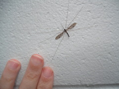 Leptotarsus binotatus