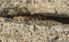 Trimorphodon lyrophanes